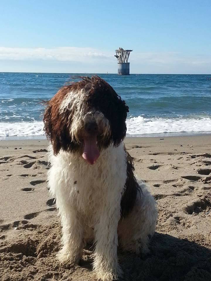 armada-espanola-perro-agua-andaluz-1