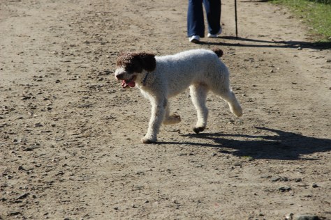 ARMADA ESPAÑOLA PERRO AGUA ANDALUZ (3).JPG