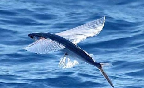 VOLAORES ESTEPONA ESPETO SARDINAS MARBELLA MALAGA COSTA DEL SOL UNESCO (4)