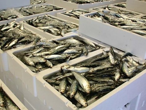 VOLAORES ESTEPONA ESPETO SARDINAS MARBELLA MALAGA COSTA DEL SOL UNESCO (5)